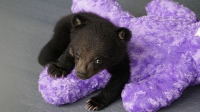 Rettung fuer Mochi VIER PFOTEN rettet Baerenjunges aus illegalem Wildtierhandel
