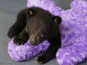 Rettung fuer Mochi VIER PFOTEN rettet Baerenjunges aus illegalem Wildtierhandel Rettung fuer Mochi VIER PFOTEN rettet Baerenjunges aus illegalem Wildtierhandel