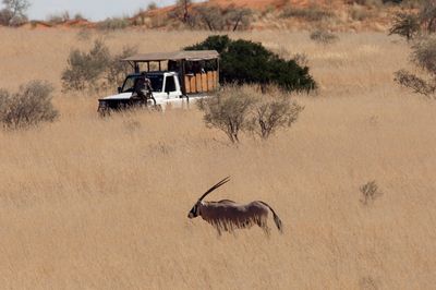 Antilope Safari Antilope Safari
