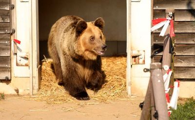 Das Schicksal der traurigsten Baeren, aber nun kommt die Braunbaerin Dushi nach Deutschland