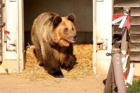 Das Schicksal der traurigsten Baeren, aber nun kommt die Braunbaerin Dushi nach Deutschland