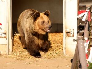 Das Schicksal der traurigsten Baeren, aber nun kommt die Braunbaerin Dushi nach Deutschland