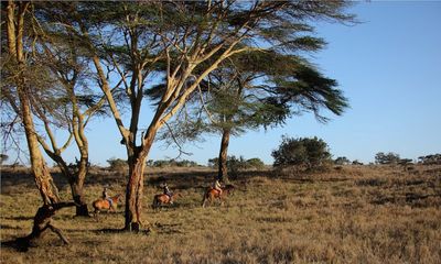Reisen Pferdesafari Lewa Safari Camp