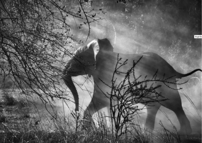 Sebastião Salgado ausstellung Sebastião Salgado ausstellung
