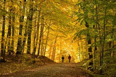 Bei Wanderungen oder Radtouren erkunden Besucher die herbstlich goldenen Buchenwaelder der Mecklenburgischen Seenplatte, die zum UNESCO-Weltnaturerbe zaehlen