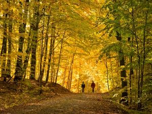 Bei Wanderungen oder Radtouren erkunden Besucher die herbstlich goldenen Buchenwaelder der Mecklenburgischen Seenplatte, die zum UNESCO-Weltnaturerbe zaehlen Bei Wanderungen oder Radtouren erkunden Besucher die herbstlich goldenen Buchenwaelder der Mecklenburgischen Seenplatte, die zum UNESCO-Weltnaturerbe zaehlen