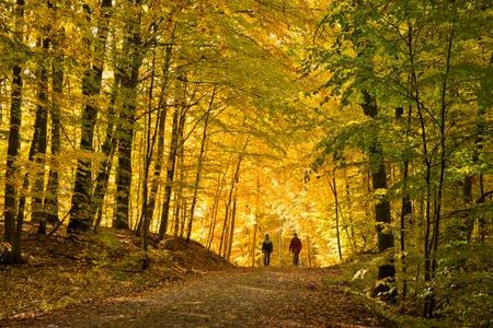 Bei Wanderungen oder Radtouren erkunden Besucher die herbstlich goldenen Buchenwaelder der Mecklenburgischen Seenplatte, die zum UNESCO-Weltnaturerbe zaehlen