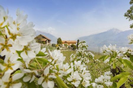 Urlaub inmitten der Suedtiroler Apfelbluete – hier auf einem der Obstbauernhoefe der Qualitätsmarke Roter Hahn