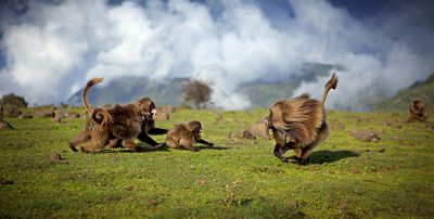 afrika dokufilm afrika dokufilm