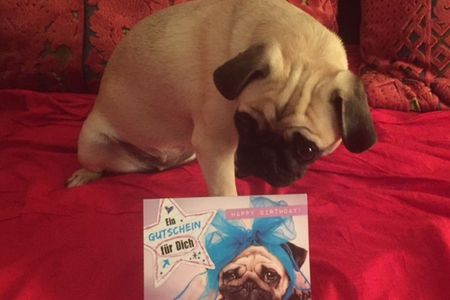 Auch unser Marketing Mops-Huendchen Adele freut sich ueber eine Geburtstagskarte
