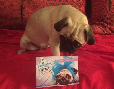 Auch unser Marketing Mops-Huendchen Adele freut sich ueber eine Geburtstagskarte