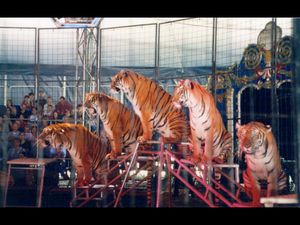 Großbritannien setzt mit dieser Entscheidung ein klares Zeichen Wildtiere gehoeren nicht in die Manege. Großbritannien setzt mit dieser Entscheidung ein klares Zeichen Wildtiere gehoeren nicht in die Manege.