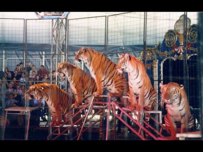 Großbritannien setzt mit dieser Entscheidung ein klares Zeichen Wildtiere gehoeren nicht in die Manege.