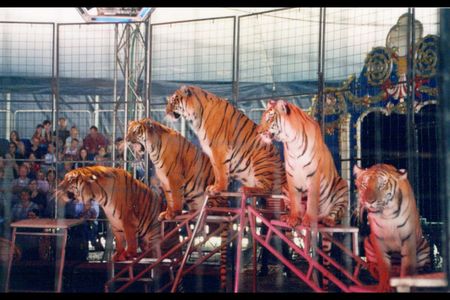 Großbritannien setzt mit dieser Entscheidung ein klares Zeichen Wildtiere gehoeren nicht in die Manege.