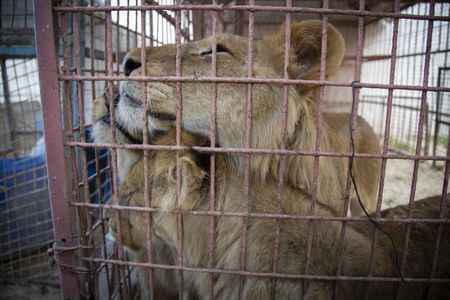 Fuenf Loewen konnte VIER PFOTEN aus dem Zoo in Gaza retten