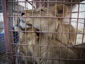 Fuenf Loewen konnte VIER PFOTEN aus dem Zoo in Gaza retten
