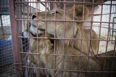 Fuenf Loewen konnte VIER PFOTEN aus dem Zoo in Gaza retten