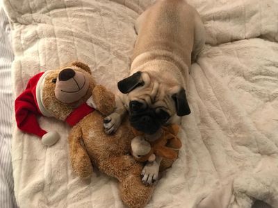 Entspannt und in Ruhe rutschen Gaeste im Schlossgut Oberambach nahe Muenchen ins neue Jahr, und Hunde sind auch erlaubt. Das freut unseren Mops Adele