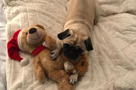 Entspannt und in Ruhe rutschen Gaeste im Schlossgut Oberambach nahe Muenchen ins neue Jahr, und Hunde sind auch erlaubt. Das freut unseren Mops Adele