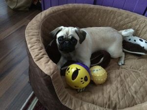 Unser kleiner Redaktions-Mops Adele