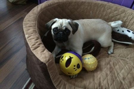 Unser kleiner Redaktions-Mops Adele