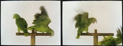 Juan Manuel Echavarría stellt im  Migros Museum fuer Gegenwartskunst aus