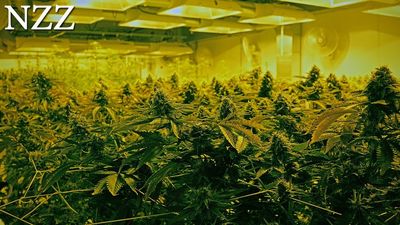 Cannabis-Industrie erzielt 48 % höhere Umsätze - deutlicher Konsumanstieg während Pandemie