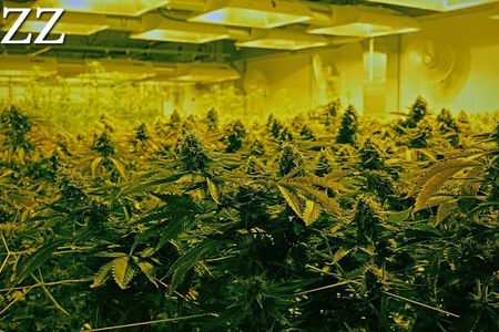 Cannabis-Industrie erzielt 48 % höhere Umsätze - deutlicher Konsumanstieg während Pandemie