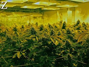 Cannabis-Industrie erzielt 48 % höhere Umsätze - deutlicher Konsumanstieg während Pandemie Cannabis-Industrie erzielt 48 % höhere Umsätze - deutlicher Konsumanstieg während Pandemie