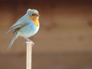 Beginn der Brutsaison: VIER PFOTEN gibt Tipps, wie Sie Garten und Balkon vogelfreundlich vorbereiten