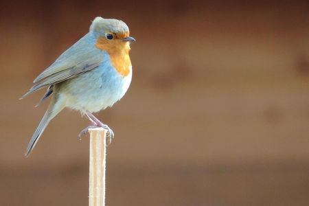Beginn der Brutsaison: VIER PFOTEN gibt Tipps, wie Sie Garten und Balkon vogelfreundlich vorbereiten