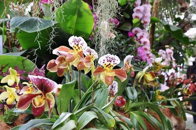 Exotisch und bunt zeigt sich das Palmenhaus auf der Insel Mainau im Bodensee im Rahmen der Orchideenschau