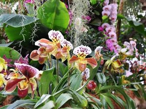 Exotisch und bunt zeigt sich das Palmenhaus auf der Insel Mainau im Bodensee im Rahmen der Orchideenschau Exotisch und bunt zeigt sich das Palmenhaus auf der Insel Mainau im Bodensee im Rahmen der Orchideenschau