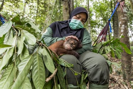 Die Orang-Utan-Waisen koennten mit dem Coronavirus infiziert werden
