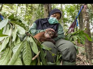 Die Orang-Utan-Waisen koennten mit dem Coronavirus infiziert werden Die Orang-Utan-Waisen koennten mit dem Coronavirus infiziert werden