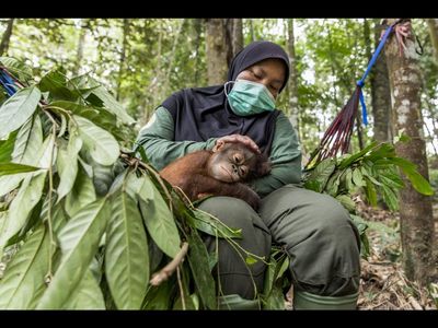 Die Orang-Utan-Waisen koennten mit dem Coronavirus infiziert werden