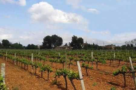 Klasse statt Masse lautet die Devise im Weinbau auf Mallorca – daran haelt sich auch die Bodega Son Ramón von Miguel Ramis