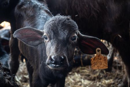 Bueffelmozzarella: VIER PFOTEN deckt erneut Missstaende in Italiens Farmen auf Maennliche Kaelber als unliebsames Nebenprodukt der Mozzarellaproduktion