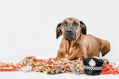 Hunde fühlen sich in dicht gedrängten Menschenmengen nicht wohl und können sich nicht frei bewegen