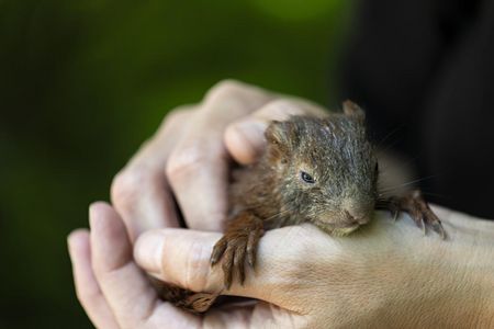Bei großer Hitze kann eine Schale mit frischem Wasser Leben retten / junges Eichhörnchen