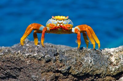 Krabbe Galapagos
