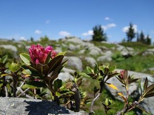 Zarte Blueten vor markanten Gipfeln gibt es bei der Almrosenbluete am Wilden Kaiser in Oesterreich zu sehen Zarte Blueten vor markanten Gipfeln gibt es bei der Almrosenbluete am Wilden Kaiser in Oesterreich zu sehen