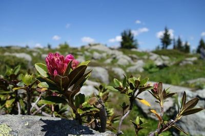 Zarte Blueten vor markanten Gipfeln gibt es bei der Almrosenbluete am Wilden Kaiser in Oesterreich zu sehen