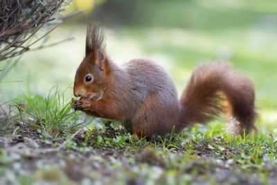 Hilfe fuer Eichhoernchen im Winter