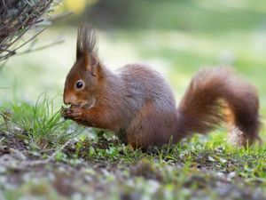 Hilfe fuer Eichhoernchen im Winter Hilfe fuer Eichhoernchen im Winter