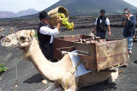 Wein Ernte wird auf Lanzarote