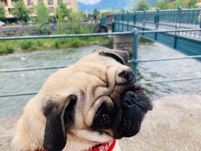 Auch unser Redaktions Mops Adele von der GFDK freut sich auf das Hundehotel auf Mallorca