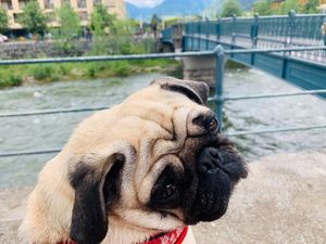 Auch unser Redaktions Mops Adele von der GFDK freut sich auf das Hundehotel auf Mallorca Auch unser Redaktions Mops Adele von der GFDK freut sich auf das Hundehotel auf Mallorca