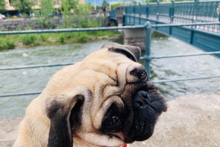 Auch unser Redaktions Mops Adele von der GFDK freut sich auf das Hundehotel auf Mallorca