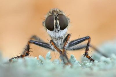 bzzzz ausstellung bzzzz ausstellung